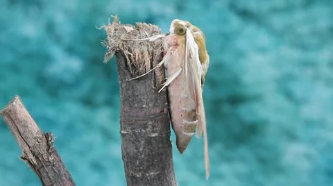 Spurge Hawk Moth side view, Hyles euphorbiae Stock-Footage 12094016