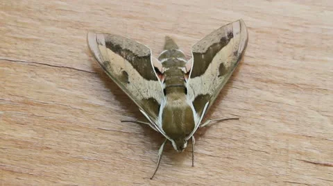 Spurge Hawk Moth top view, Hyles euphorbiae Video stock 12093830