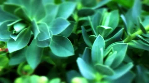 Spurge plant Video stock 10824002