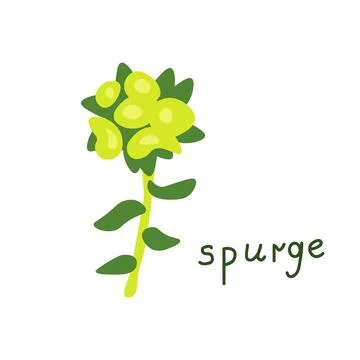 Spurge vector illustration Stock Illustration
