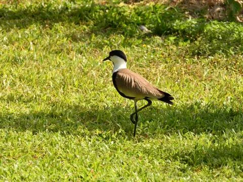 Spurling lapwing bird Stock Photos