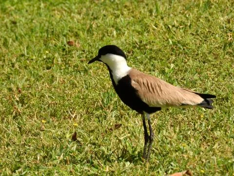 Spurling lapwing bird Foto stock
