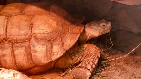 Spurred tortoise (Centrochelys sulcata). Stock Footage 346784497