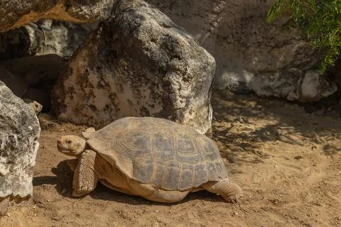 A spurred tortoise, close-up Foto stock