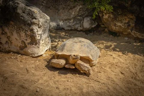 A spurred tortoise, close-up Foto stock