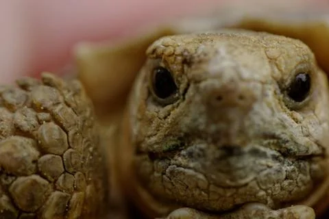 Spurred tortoise Stock Photos