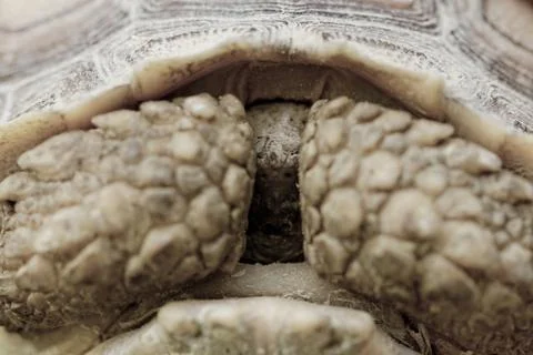 Spurred tortoise Stock Photos