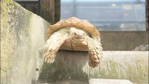 A Spurred Tortoise resting on a stone wall Stock Footage 346631165