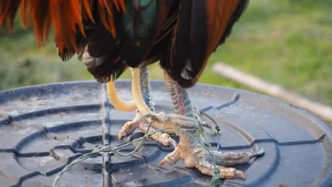 Spurs of bantam chickens are sharp and longer than ordinary chicken. Stock Photos