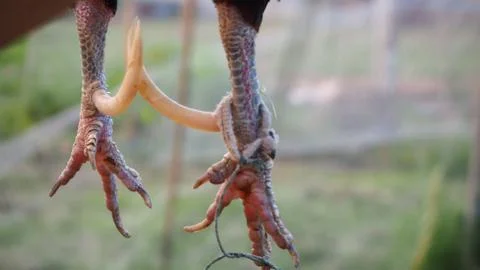 Spurs of bantam chickens are sharp and longer than ordinary chicken. Stock Photos