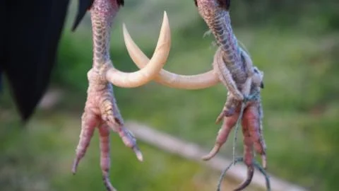 Spurs of bantam chickens are sharp and longer than ordinary chicken. Stock Photos
