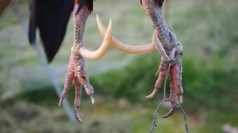Spurs of bantam chickens are sharp and longer than ordinary chicken. Stock Photos