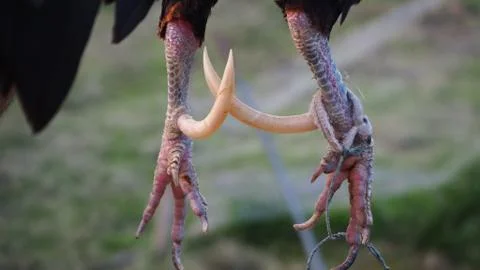 Spurs of bantam chickens are sharp and longer than ordinary chicken. Stock Photos
