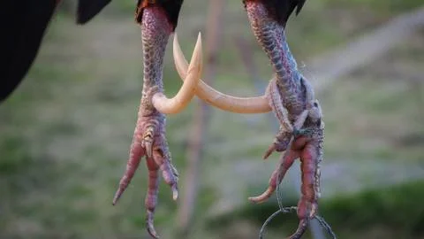 Spurs of bantam chickens are sharp and longer than ordinary chicken. Stock Photos