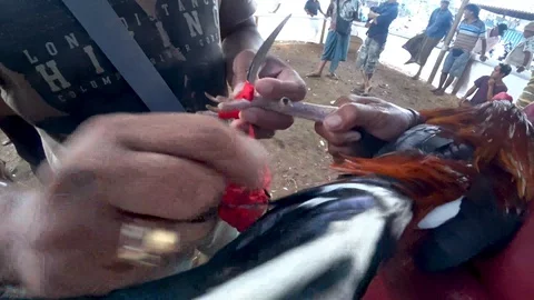 Spurs on a rooster, for gambling Stock Footage 106559445