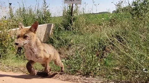 Spy cam capturing a little fox coming out of hiding and running away Video stock 285825941