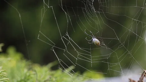 Spyder makes web 스톡 동영상 95453138