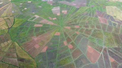 Spyder Web Rice Field 스톡 동영상 112074471