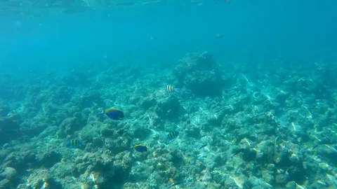 Spying the blue surgeon fish Stock Footage 101487214