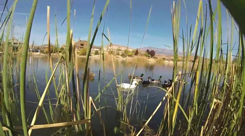 Spying On Ducks Through Reeds Stock Footage 34690378