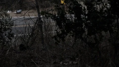 Spying on someone from the woods Stock Footage 83136360