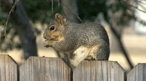 SQ Feeding HD Video stock 610650