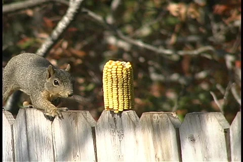 SQ01-C1 Video stock 285305