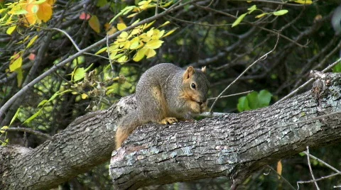 SQ3HD Video stock 289292