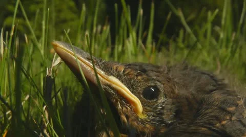 Squab Blackbird chick in grass Stock Footage 11071473