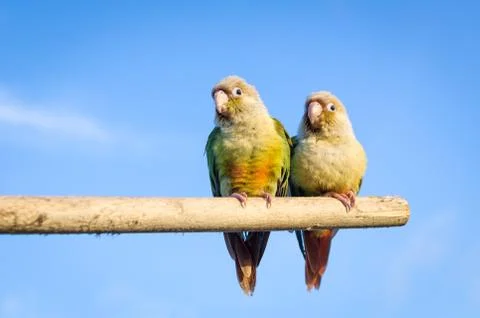 Squab sun conure parrot Stock Photos