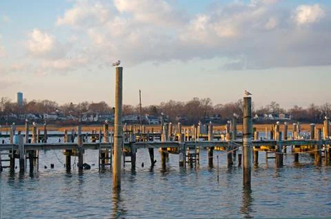 Squabble of Seagulls on Docks -01 Stock Photos
