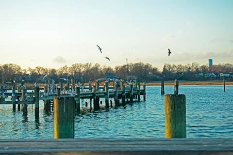Squabble of Seagulls on Docks -02 Foto stock