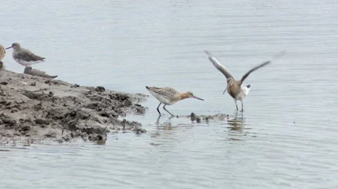 Squabbling Black-tailed godwits Stock Footage 67325088
