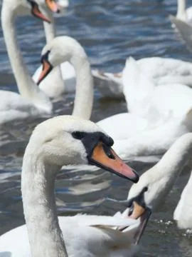 Squabbling swans Stock Photos