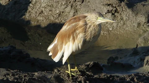 Squacco Heron Ardeola ralloides Stock Footage 31049853