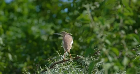 Squacco heron close up Stock Footage 131244754