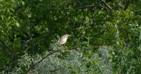 Squacco heron close up Stock Footage 131244799