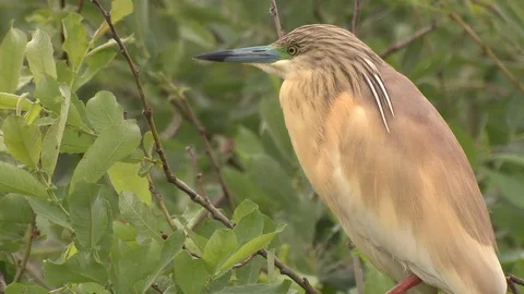 Squacco heron Stock Footage 79037563