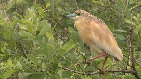 Squacco heron Stock Footage 79037596