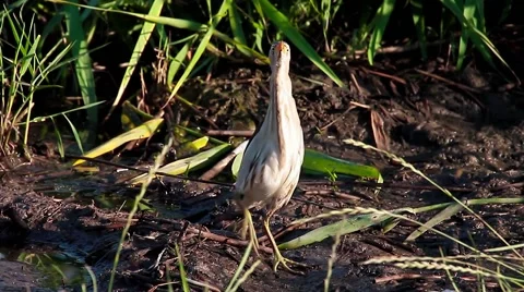 Squacco Heron looking and walking towards the camera, Ardeola ralloides Video stock 44161106