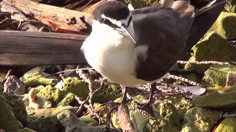 THE SQUACKING TERN Stock Footage 50662257