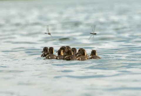 Squad of ducklings Stock Photos