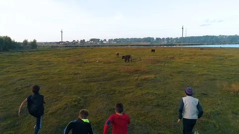 A squad of kids running on a field with cattle, from the camera. Stock Footage 113068898