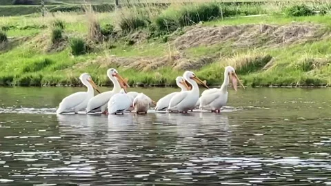 A Squadron of American White Pelicans float on the Missouri River, Montana Stock Footage 146150338