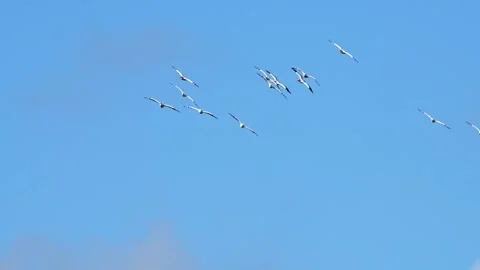 A squadron of pelicans flying overhead 스톡 동영상 331768237