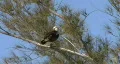 Squaking Bird In Perched On Tree Branch Vídeo HD