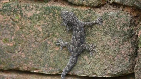 Squamata lizards. Stock Footage 289062160