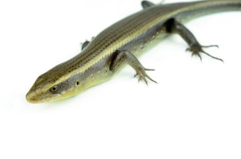 Squamata 스톡 사진