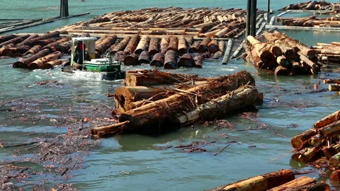 Squamish Logging Industry Log Boom Stock Footage 157893407