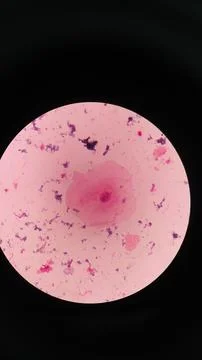 Squamous epithelial cells under microscope view Stock Photos